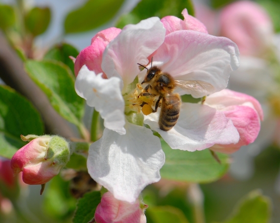 Această imagine are atributul alt gol; numele fișierului este albinele-aduna-daruri-din-flori.jpg